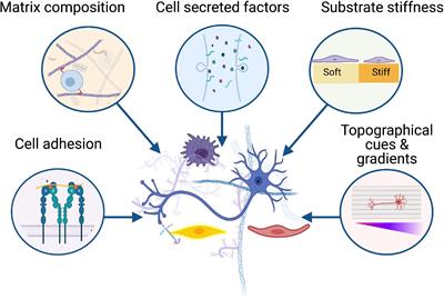 Natural Biomaterials as Instructive Engineered Microenvironments That Direct Cellular Function in Peripheral Nerve Tissue Engineering